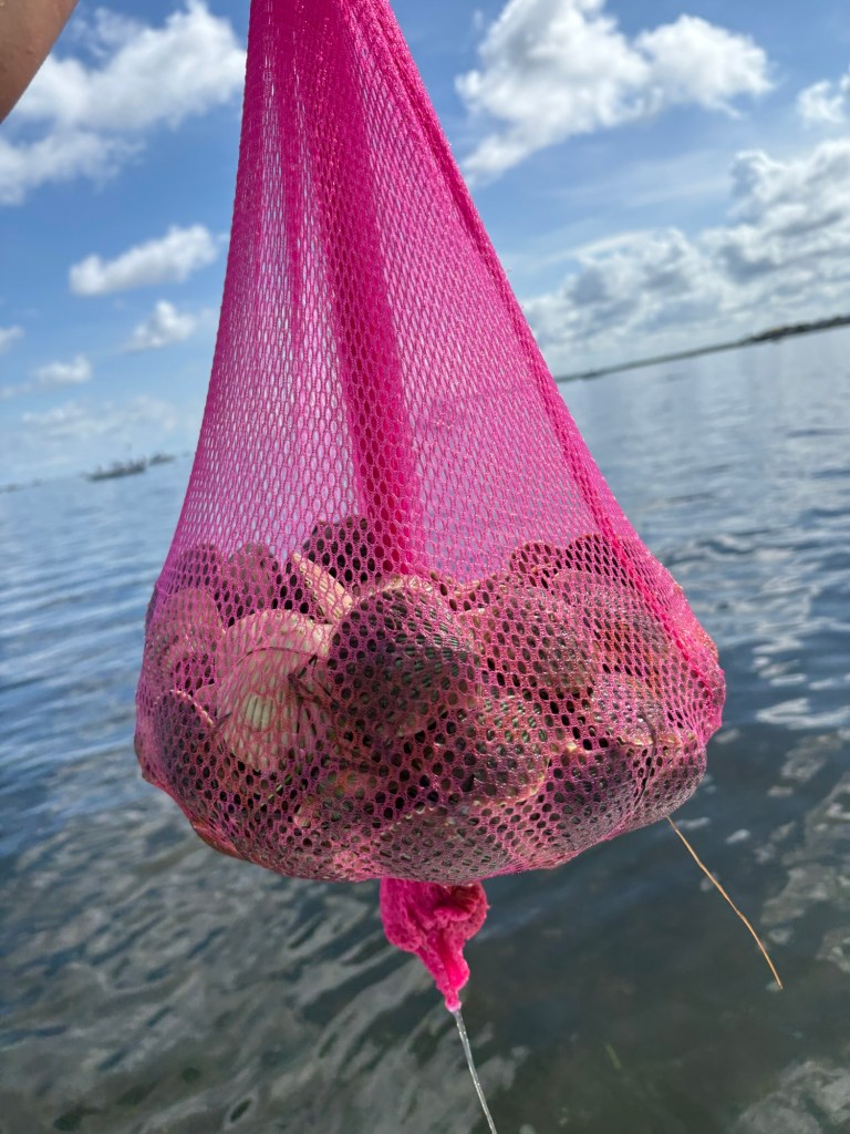 scalloping